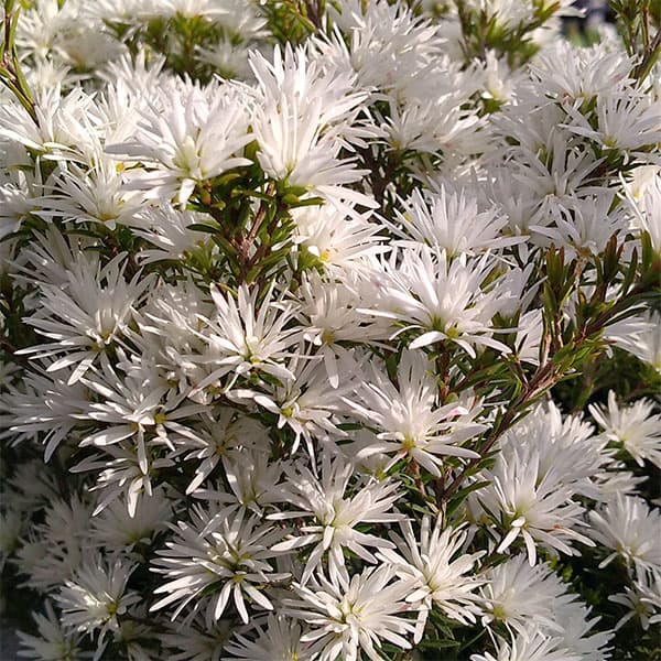 オージースノーブッシュ 4.5号鉢入り