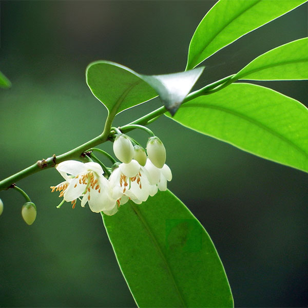 ���� ���ڤ���/[����̵��]���������ۥ󥵥������ܺ��3.5��ݥå� 20�����å�