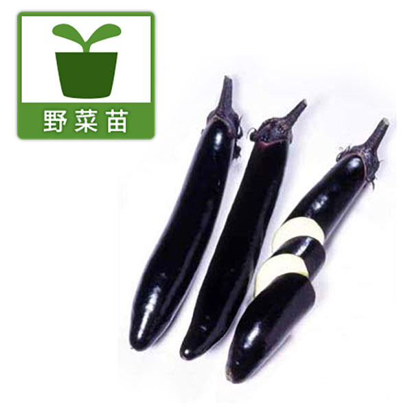 野菜の苗/[送料無料]ナス：黒陽3...