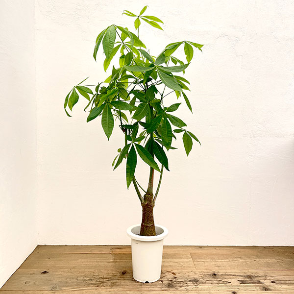 観葉植物/パキラ：グラブラ7号鉢植え*