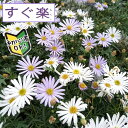草花の苗/ブラキカム：すぐ楽　星空マムバニラ＆ソーダ3.5号ポット(R) 12株セット