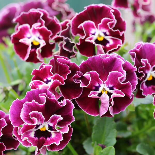 草花の苗/[送料無料]MSKガーデン小輪フリンジビオラ：アールヌーボークリスマスキャロル3号ポット 12株セット’