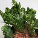 観葉植物/ユーフォルビア:オンクオラータ(斑入り) ミルクデザイン 3号鉢植え