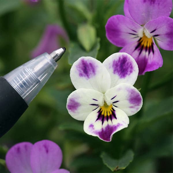 草花の苗/MSKガーデンビオラ：極小輪ビオラ：子にゃんこ3.5号ポット 6株セット