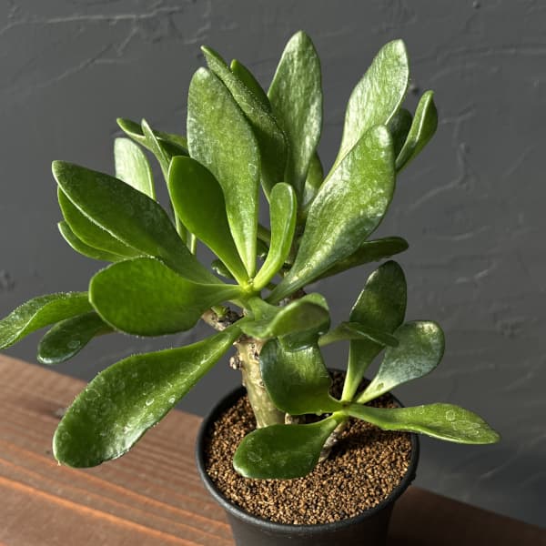 観葉植物/[ザ・ファームセレクト]...