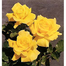 バラの苗/[送料無料]（わけあり特価）つるバラ：マダムPSデュポン（ミセスPSデュポン）長尺仕立て6号ポット