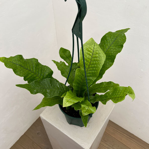 観葉植物/ミクロソリウム：クロコダイルファーン 5号吊り鉢