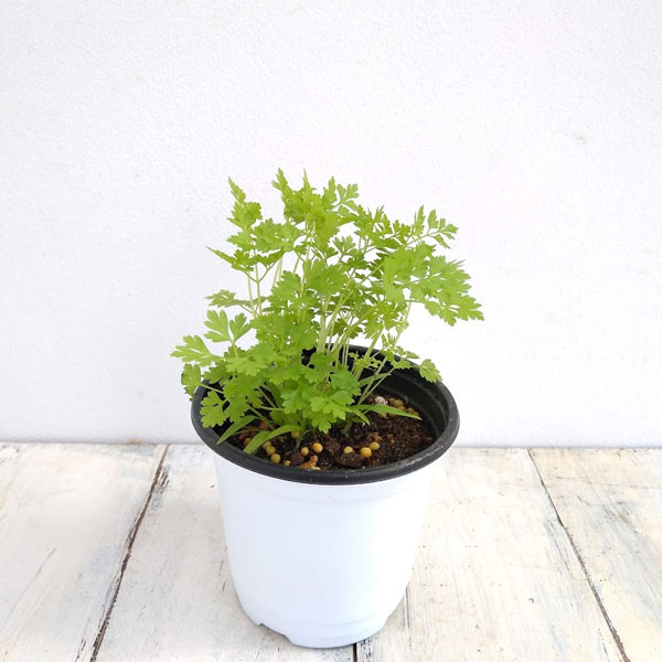 ハーブの苗/クッキングハーブ：チャービル3.5号ポット