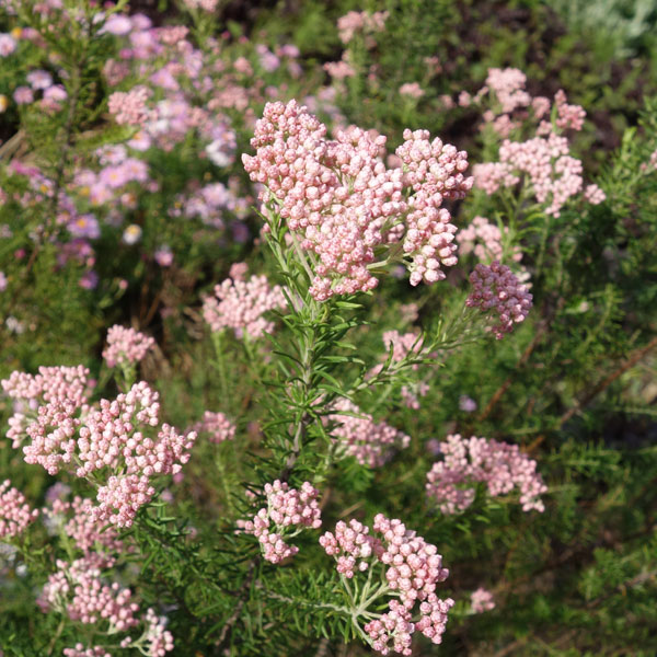 草花の苗/ライスフラワー・ピンク3号ポットのサムネイル