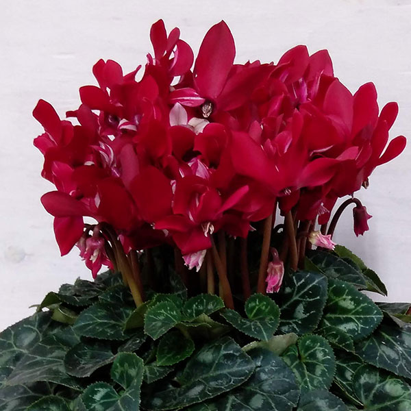 シクラメン：スーパージックスワインレッド5号鉢植え