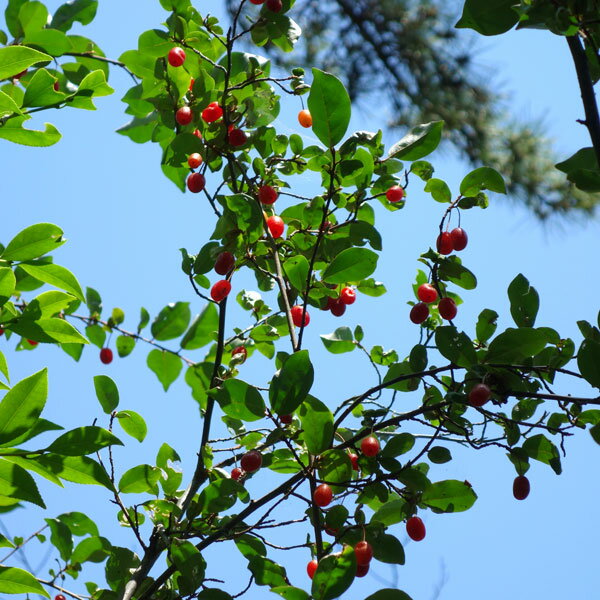 果樹の苗/グミ：ナツグミ3.5号ポットのサムネイル