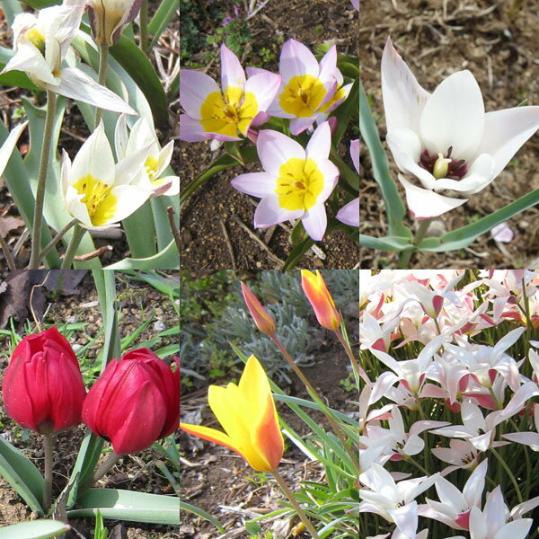 �ߥ˥��塼��åס��ʼ�ߥå���3�� 7�ݥåȥ��å�*