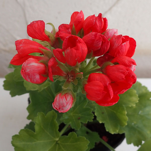 草花の苗/ゼラニウム：チューリップゼラニウム（オレンジ）3.5号ポット