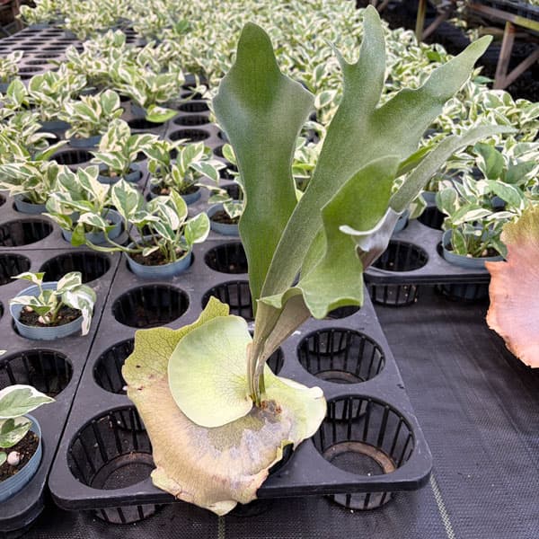 観葉植物/ビカクシダ（コウモリラン）：ネザーランド クラフト用（Mサイズ）3号ポット