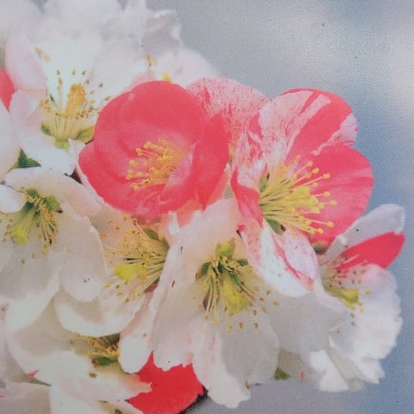 花木 庭木の苗/ボケ（木瓜）：長寿宝（チョウジュホウ）3号ポット