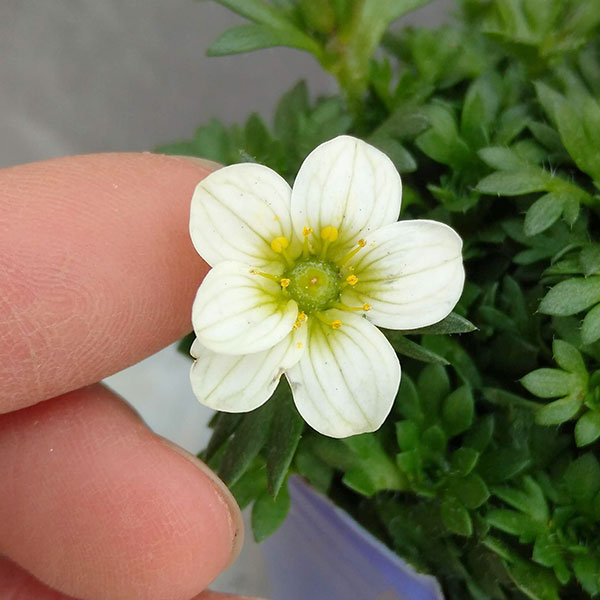 ��֤���/����ޥ������ۥ磻�� 3��ݥå�