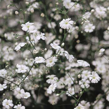 草花の苗/宿根かすみ草：高性3号ポット 2株セット