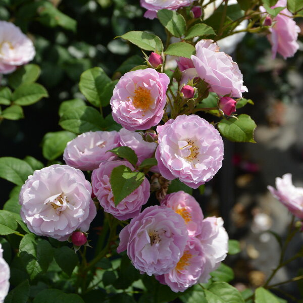 バラの苗/ロサ・オリエンティス：ベ...