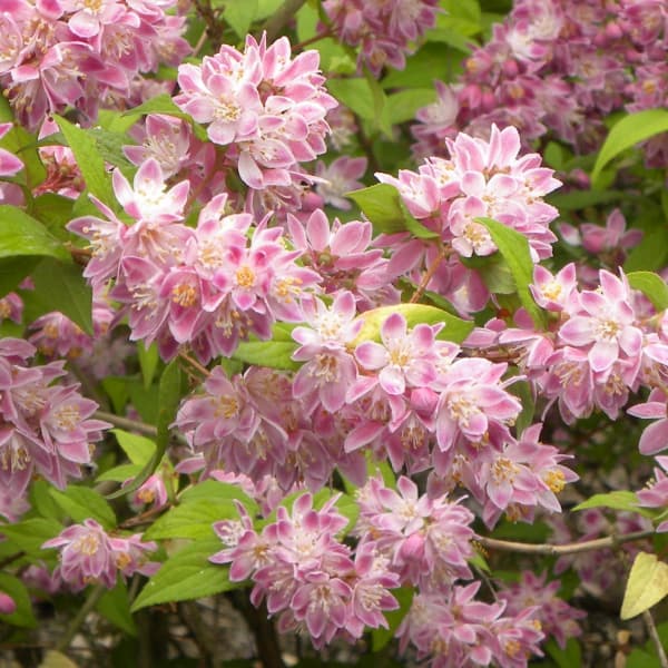 花木 庭木の苗/ウツギ：ストロベリーフィールズ 3.5～4号ポット