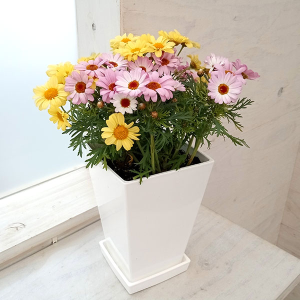 マーガレット：2色寄せ5号スクエア鉢植え（花色おまかせ）