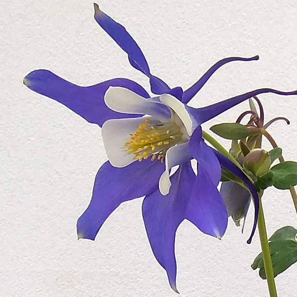 草花の苗/西洋オダマキ：キリガミ　ブルー＆ホワイト5号鉢植えのサムネイル