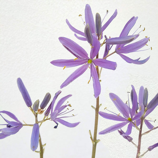 カマシア：ライヒトリニー カエルレア1球植え4号ポットカマシア・ライヒトリニー カエルレアは北アメリカ原産のユリ科の植物。繊細なブルーの花を房のようにたくさん咲かせます。極端な排水不良のところ以外なら、用土も選ばず、半日陰でも開花する丈夫な植物です。日本ではオオヒナユリとも呼ばれています。学名Camassia leichtliniiタイプユリ科の耐寒性球根植物植え付け適期9〜11月開花時期4〜5月草丈60〜100cm栽培方法：排水の良い土に、間隔15〜20cm、深さ10〜15cmに植え込みます。芽が伸び始める頃、追肥を与えておけば、数年間は植え放し出来ます。お届けするのは4号（直径12cm）ポット苗です。カマシア：ライヒトリニー カエルレア1球植え4号ポットの栽培ガイド秋植え球根のダブルデッカー植え球根の植付け秋植え球根
