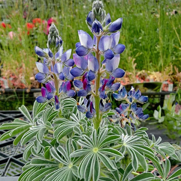 草花の苗/カサバルピナス：マウンテンブルー3.5号ポット