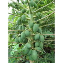 果樹の苗/パパイヤ:ハワイオウロ3.5号ポット(極早生わい性品種 野菜・果物兼用)
