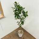 観葉植物/フィカス:リン 7号鉢植え