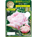 球根/チューリップ(八重咲き):ドリーマー3球入り(DE)(早咲き)