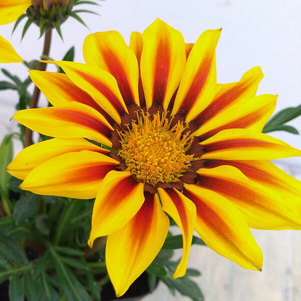 草花の苗/ガザニア：キスイエローフ...