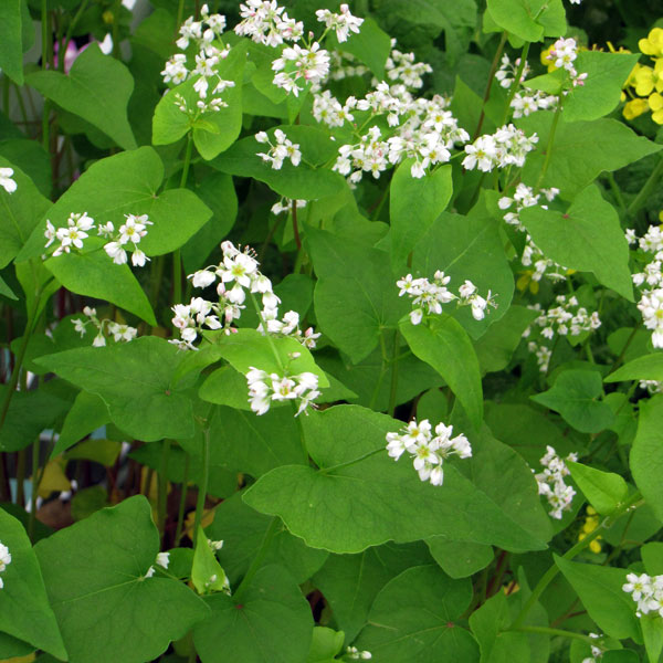 （わけあり特価）ソバ（蕎麦）：信濃1号そば 1kg袋詰め[タネ]