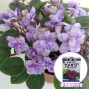 セントポーリア:ロブスブーラルー3.5号ポット(専用肥料付き)