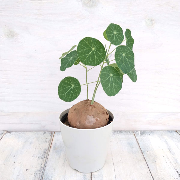 観葉植物/ステファニア　エレクタ　3号のサムネイル