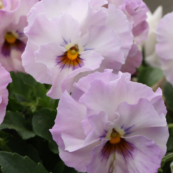 草花の苗/MSKガーデン小輪フリンジビオラ：アールヌーボーラベンダー（アソート）3号ポット 6株セット