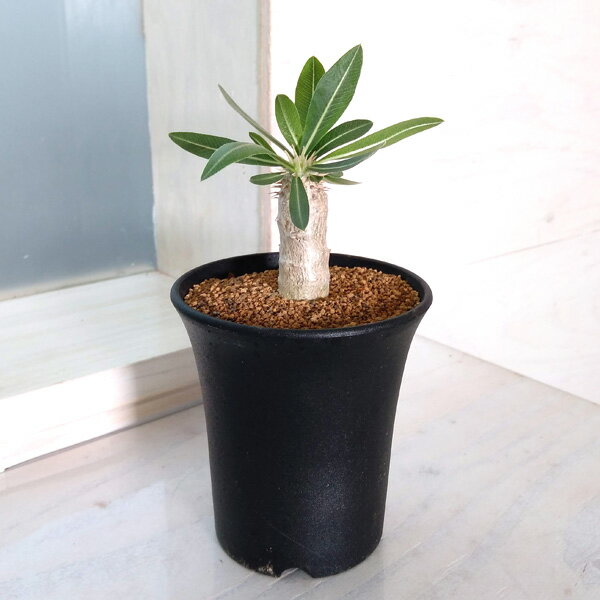 観葉植物/パキポディウム：伊藤ハイブリッド（実生株）　3号鉢植え