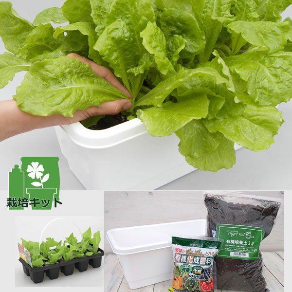 野菜の苗/おくだけ摘みとりサンチュレタス：デニーズグリーンの苗10連パックとプランターと土と肥料のセット*