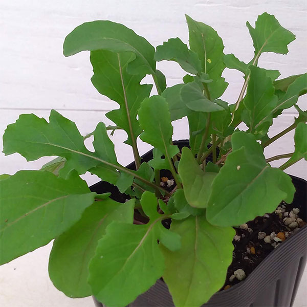 野菜の苗/ロケット（ルッコラ）3号 4ポットセット