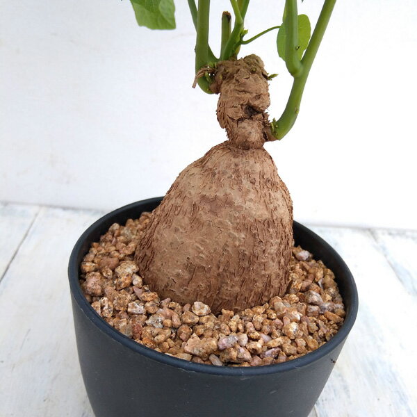 観葉植物/ステファニア：セファランサ　ハヤタ　4号のサムネイル