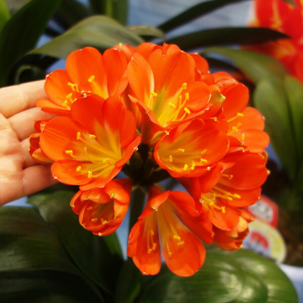 クンシラン：姫ダルマ5号鉢植え