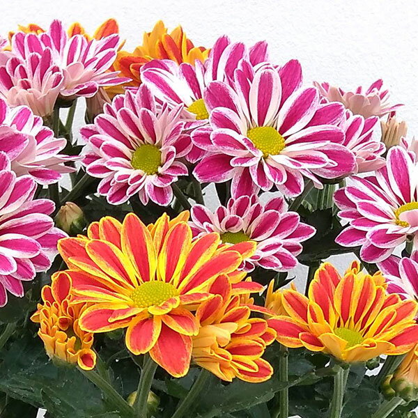 数量限定　大輪マム苗 かわいいお庭　アンティークなガーデン　レア　切り花に♡ 数量限定 大輪マム苗 かわいいお庭 アンティークなガーデン レア