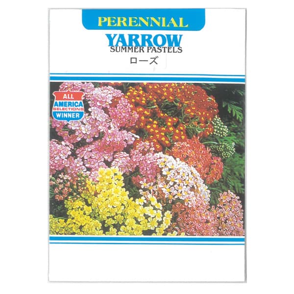 ヤロー：ローズ　の種[草花　多年草 　ハーブのタネ]