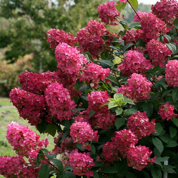 花木 庭木の苗/ノリウツギ（糊空木）：マキシ　ファイヤーライト5号鉢植え（旧：ファイヤーライト）のサムネイル