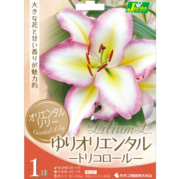 球根/ユリ：オリエンタルリリー　（キャプテン）トリコロール1球入り 2個セット
