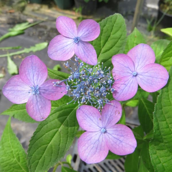 花木 庭木の苗/ヤマアジサイ：イヨニジ（伊予虹）4号ポット