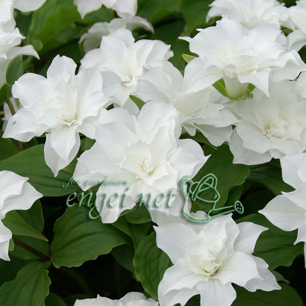 山野草の苗/八重咲き大輪エンレイソウ3.5号ポット*