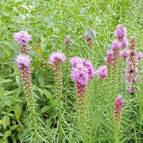 ��֤���/�ꥢ�ȥꥹ�����ܥ�ɥ��ȥ쥤��3��ݥå�