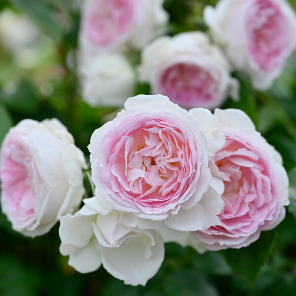 バラの苗/[送料無料]（わけあり特価）デルバールローズ：クルール・デ・ラムール新苗4号鉢植え