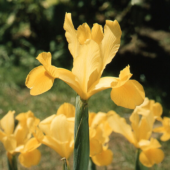 楽天市場】アイリス 花の通販