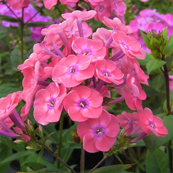 草花の苗/宿根フロックス：ジュニオールダンス（オレンジ）3号ポット